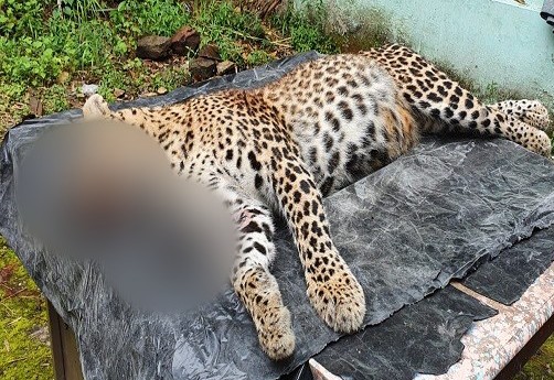 कार्रवाई: मारे गए गुलदार का डीएनए सैंपल जांच को भेजा जाएगा, क्षेत्र में जारी रहेगी निगरानी