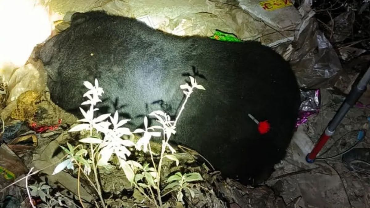 राहत: दहशत का पर्याय बनी मादा भालू पिंजरे में कैद, ग्रामीणों ने ली राहत की सांस