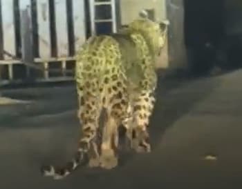 दहशत: पहाड़ों में थम नहीं रही वन्य जीवों की सक्रियता; अब देवप्रयाग और श्रीनगर में भी दिखने लगे