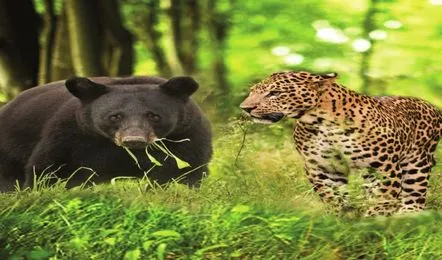 चिंता: बिनसर के आसपास गांवों में जंगली जानवरों की बढ़ती आवाजाही से ग्रामीण भयभीत