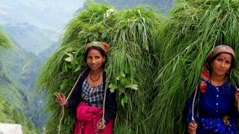 संकट: कास्तकारों को नहीं मिल पा रहा मुख्यमंत्री घस्यारी योजना का लाभ