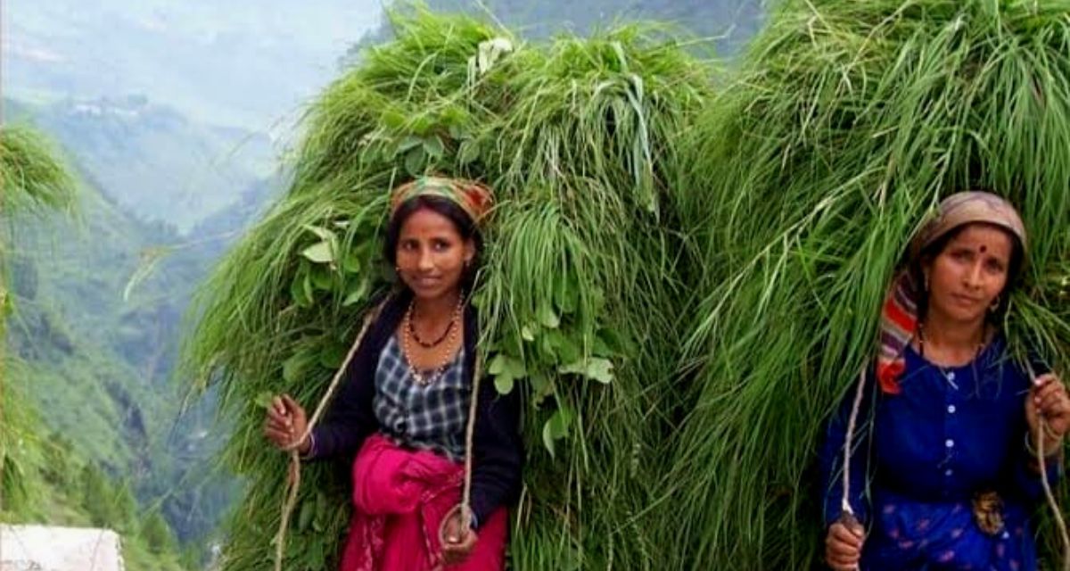 दुश्वारियां: जंगली जानवरों के डर से जंगल नहीं जा रहीं पहाड़ी की महिलाएं, प्रदेश में घस्यारी योजना फेल