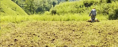 दुष्प्रभाव: बारिश और बर्फबारी न होने से रबी की फसलें बुरी तरह प्रभावित, काश्तकार निराश