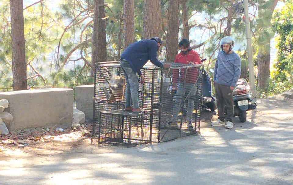 एक्शन : पार्षदों के संयुक्त प्रयास लाए रंग; बंदरों को पकड़ने के लिए शुरू हुआ अभियान