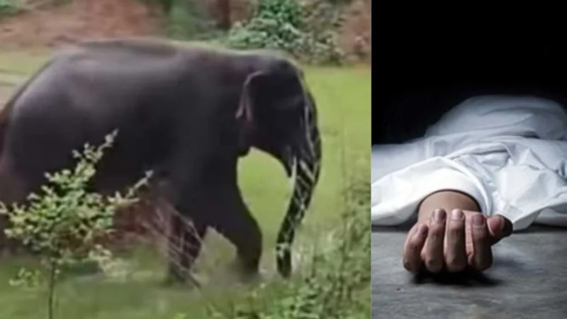 दुखद: गाय चराने गए 70 साल के बुजुर्ग को हाथी ने पटक-पटक कर मार डाला