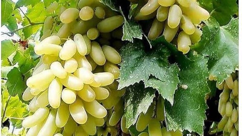 खान-पान: प्राकृतिक ऊर्जा के लिए बेहतरीन हैं ये 5 फल, डाइट में करें शामिल