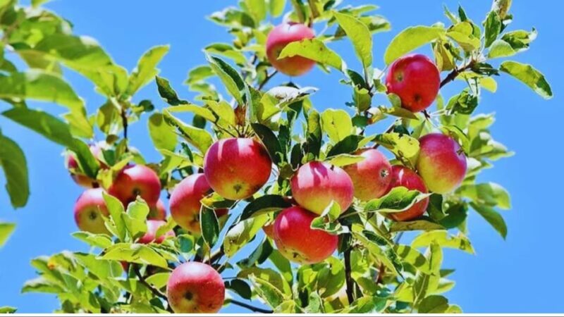 चिंता पहाड़ों में लंबे समय से बारिश और बर्फबारी नहीं होने से सेब उत्पादक निराश