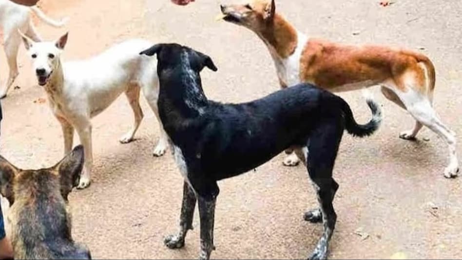 ख़तरनाक: स्ट्रीट डॉग का आतंक, कई लोगों को काटकर किया जख्मी, दहशत में लोग