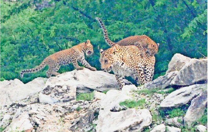 दहशत: कुमाऊं के कई गांवों में शावकों के साथ घूम रहा है गुलदार का जोड़ा, ग्रामीणों में छाया ख़ौफ़