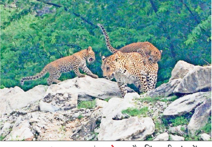 दहशत: कुमाऊं के कई गांवों में शावकों के साथ घूम रहा है गुलदार का जोड़ा, ग्रामीणों में छाया ख़ौफ़