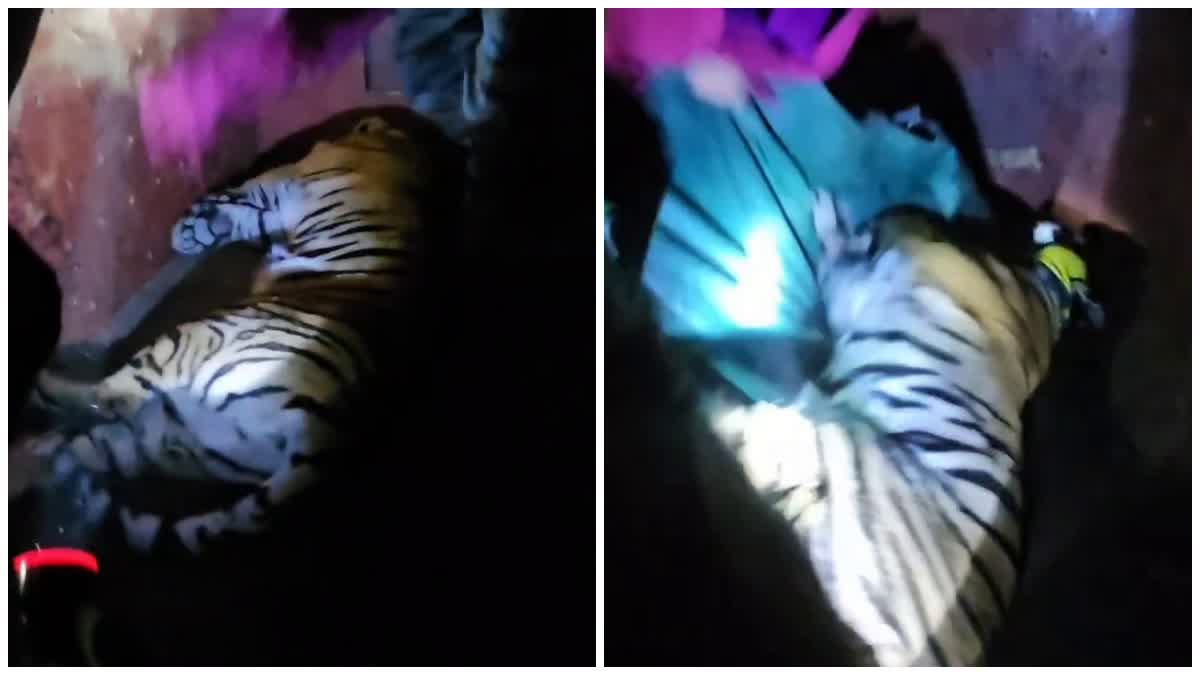 ख़ास ख़बर: श्रमिक को निवाला बनाने वाले बाघ को महज 3 घंटे में किया गया ट्रेंकुलाइज
