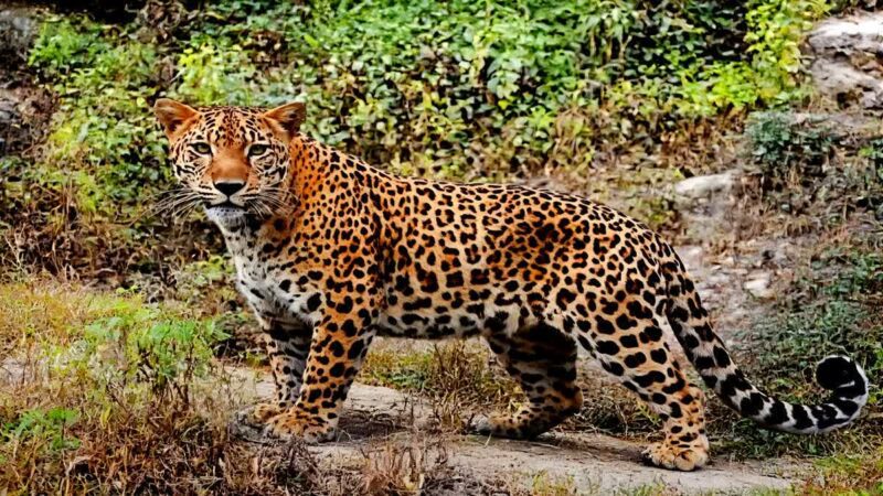 इंतज़ाम: गुलदार प्रभावित बरस्वार गांव में लगाए गए 12 कैमरा ट्रैप व दो पिंजरे