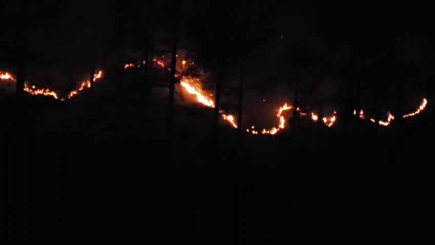 वनाग्नि: उत्तरकाशी में आग से धधक रहे जंगल, बहुमूल्य वन संपदा हो रही खाक