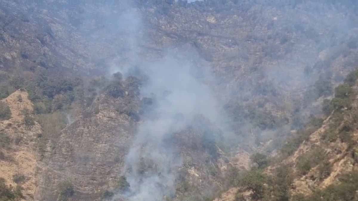 आफ़त: केदारघाटी के जंगलों में लगी भीषण आग से लाखों की वन संपदा स्वाहा, वन्य जीवों पर मंडराया खतरा