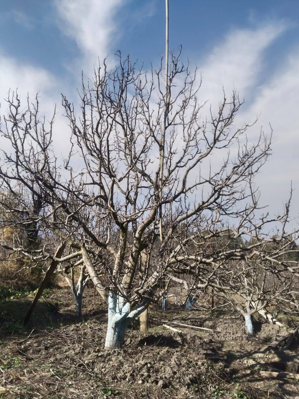 निराशा: पहाड़ों पर पड़े सूखे से काश्तकार व बागवान हुए परेशान; बारिश-बर्फबारी न होने से सेब उत्पादकों की बढ़ी चिंता