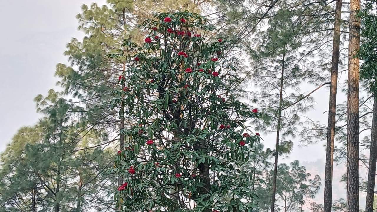 संकेत: मध्य हिमालय में पर्यावरणीय संकट का संकेत, जनवरी में ही खिल गया बुरांश