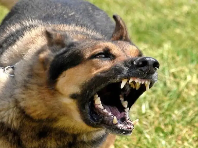 फैसला: अब कुत्ते ने काटा तो सरकार को भरना पड़ेगा भारी हर्जाना, सुप्रीम कोर्ट ने राज्यों और डॉग लवर्स को दिया बड़ा झटका