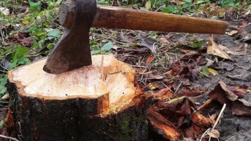 अवैध कटान: जयहरीखाल-गुमखाल के बीच बांज के पेड़ों पर फिर चली आरी, मामला दर्ज
