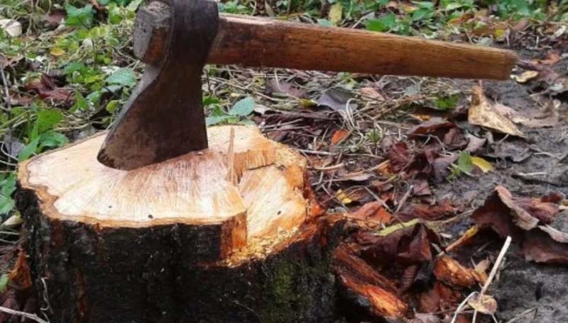 अवैध कटान: जयहरीखाल-गुमखाल के बीच बांज के पेड़ों पर फिर चली आरी, मामला दर्ज