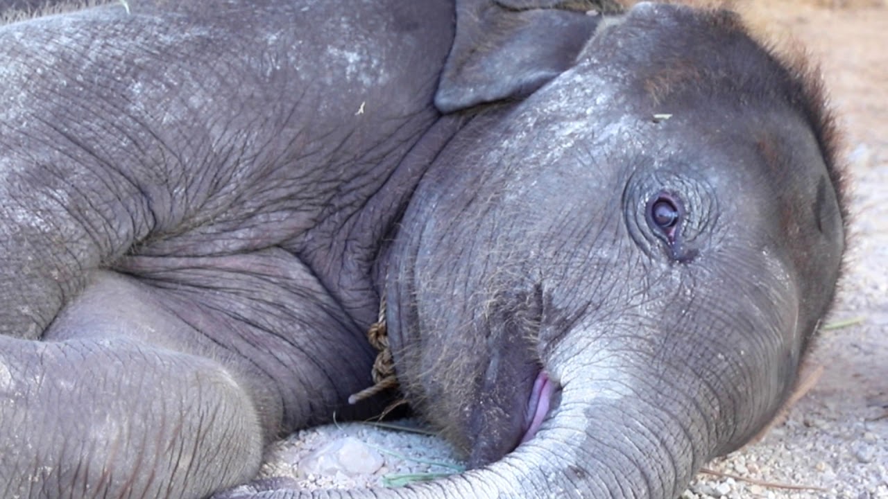 बचाव: जंगल में वनकर्मियों को अचेत हालत में मिला नवजात शिशु हाथी, रेस्क्यू सेंटर में इलाज जारी
