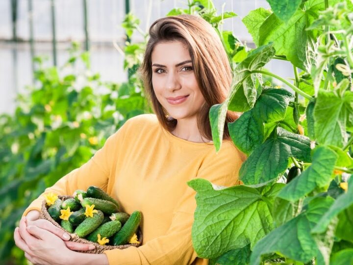 गार्डनिंग टिप्स: घर के बगीचे में आसानी से उगाया जा सकता है खीरा, जानिए इसका तरीका