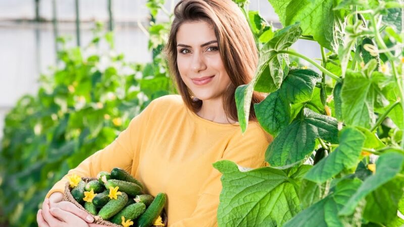 गार्डनिंग टिप्स: घर के बगीचे में आसानी से उगाया जा सकता है खीरा, जानिए इसका तरीका