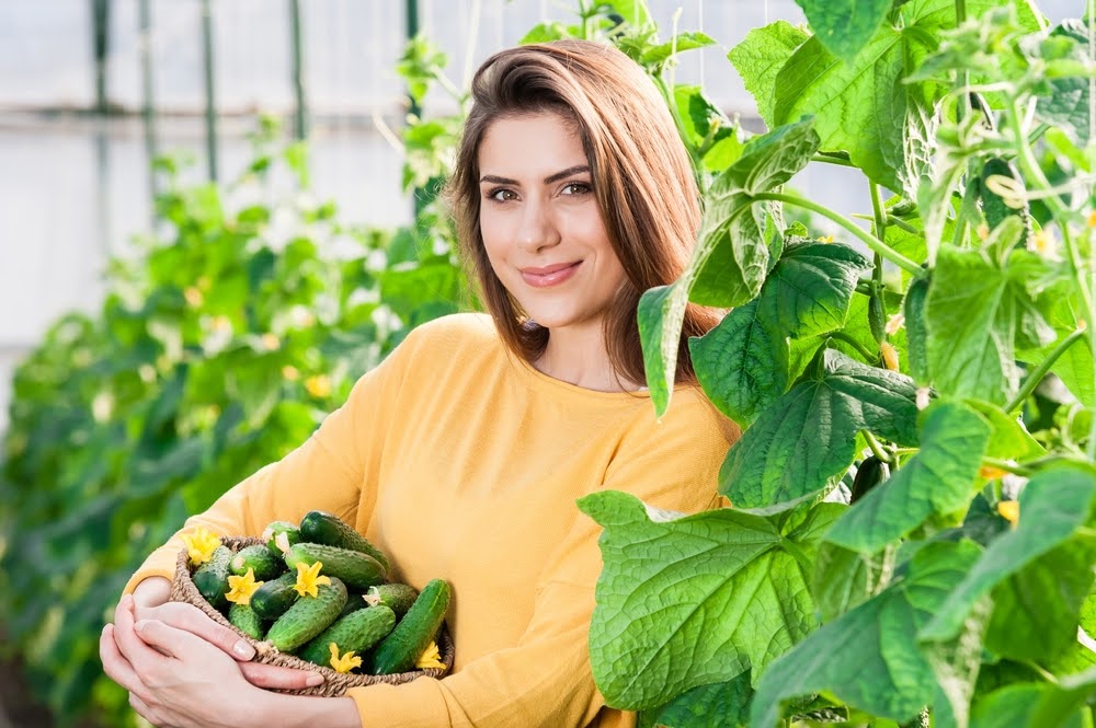 गार्डनिंग टिप्स: घर के बगीचे में आसानी से उगाया जा सकता है खीरा, जानिए इसका तरीका