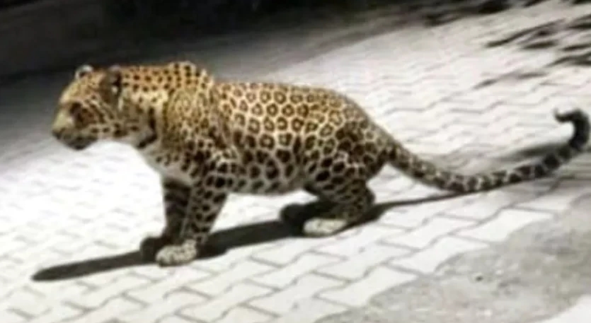 दहशत: वन विभाग की जंगल में गश्त तो गुलदार की शहर में, सीसीटीवी में कैद हुई तस्वीरें, वीडियो वायरल