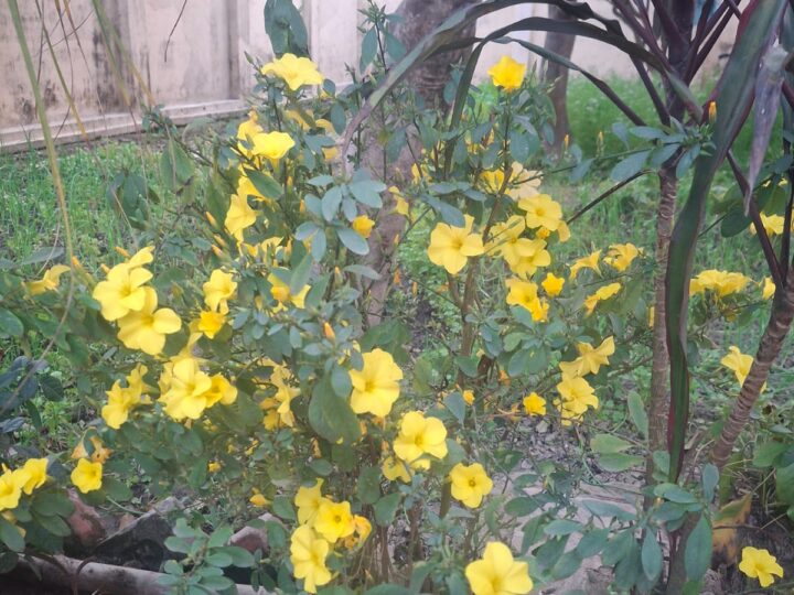 देवभूमि की देहरी पर बसंत की दस्तकः वादियों में बिखरी फ्यूंली की पीली रंगत“