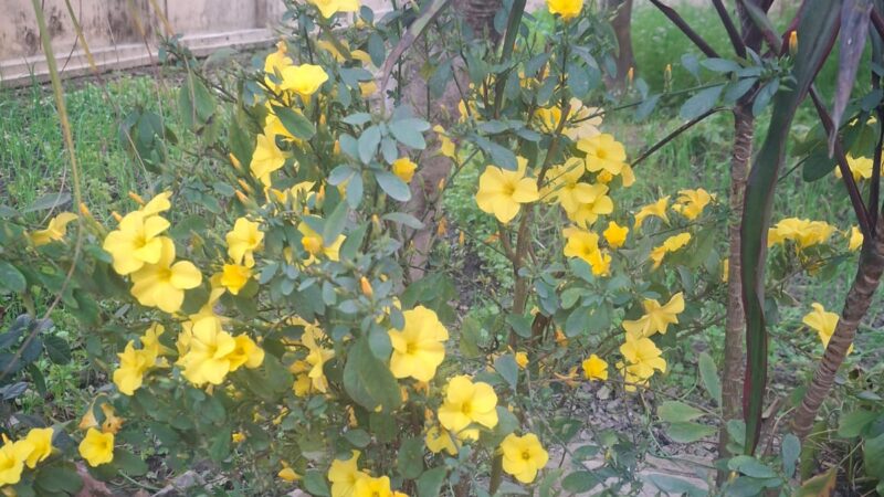 देवभूमि की देहरी पर बसंत की दस्तकः वादियों में बिखरी फ्यूंली की पीली रंगत“