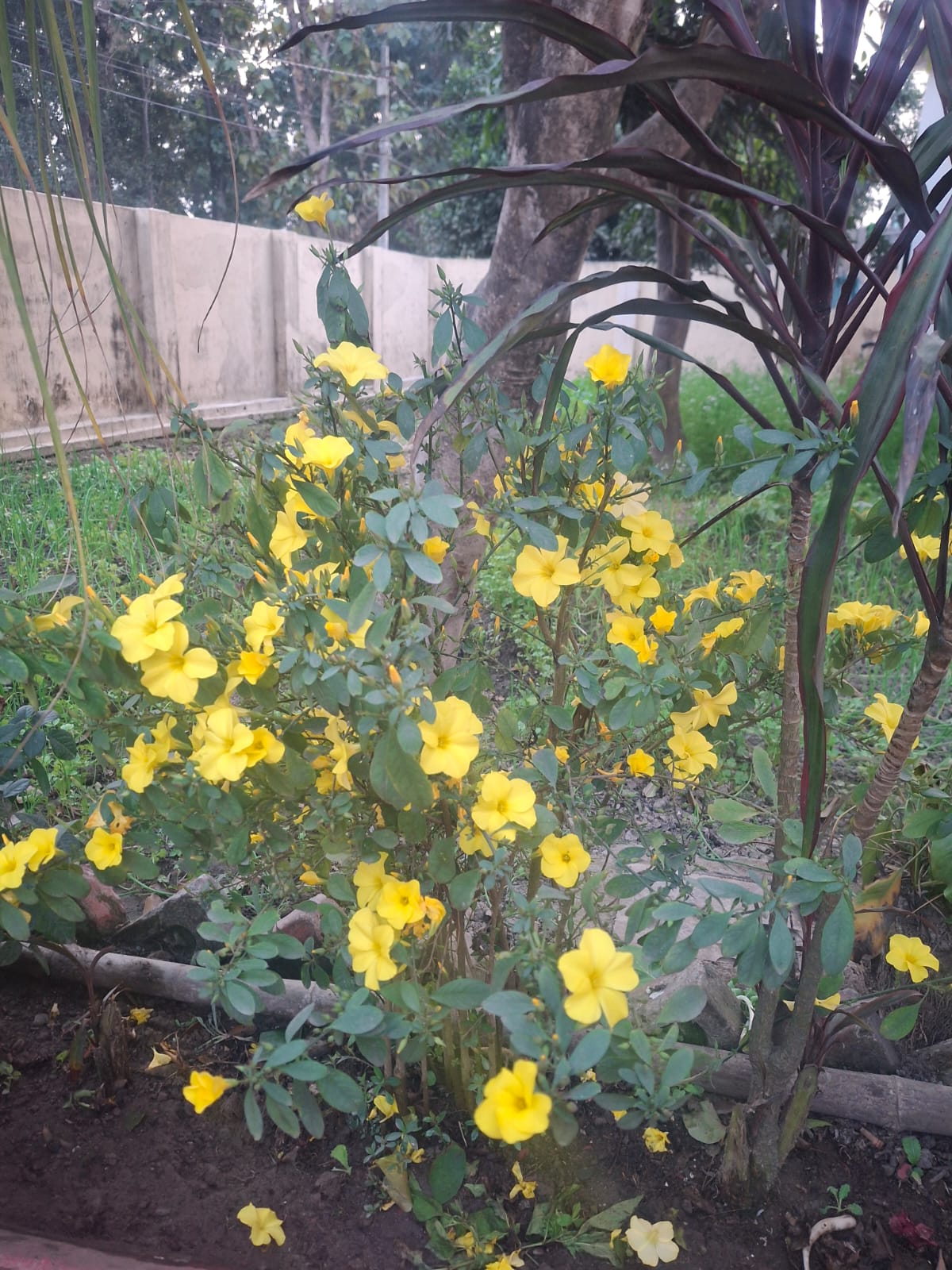 देवभूमि की देहरी पर बसंत की दस्तकः वादियों में बिखरी फ्यूंली की पीली रंगत“