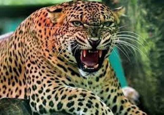 दहशत: गांव में मजदूरी कर रही नेपाली मूल की महिला पर गुलदार ने किया हमला, क्षेत्र में ख़ौफ़ का माहौल