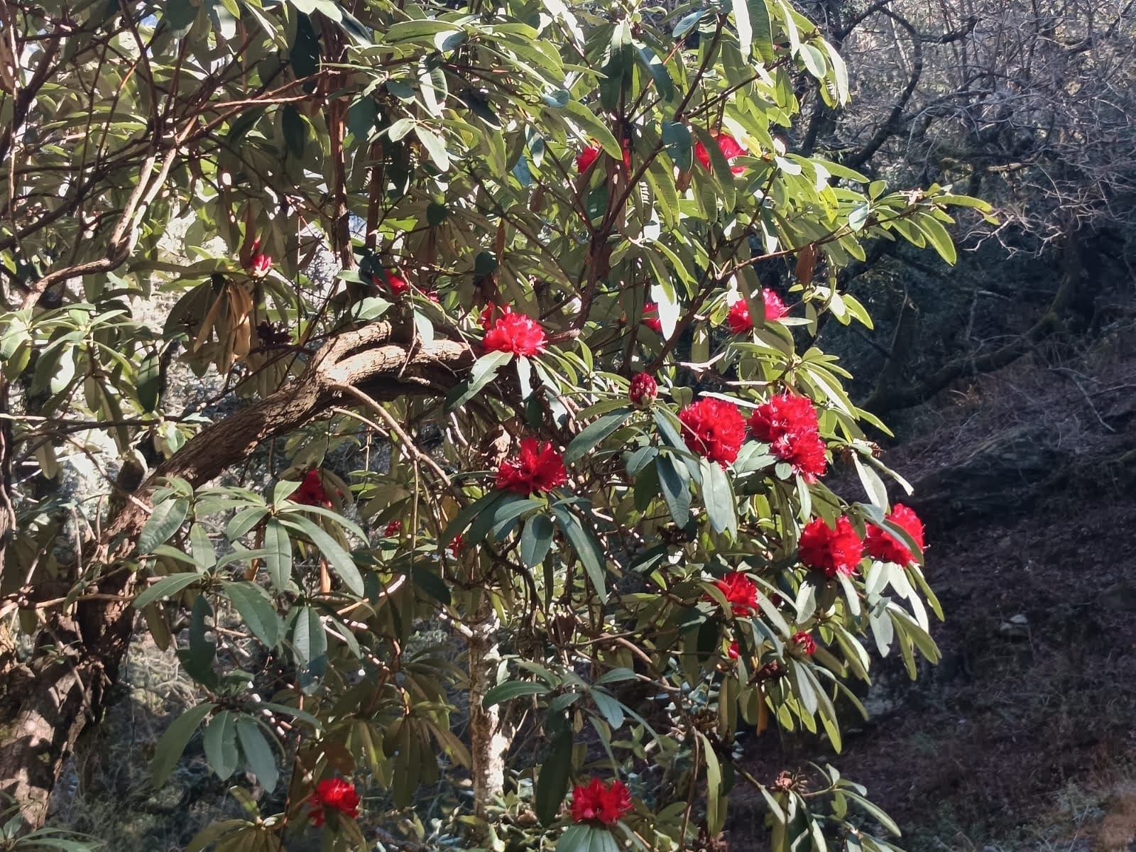 आश्चर्यजनक: समय से पहले ही खिलने लगा बुरांश, बदलते जलवायु की गंभीर चेतावनी