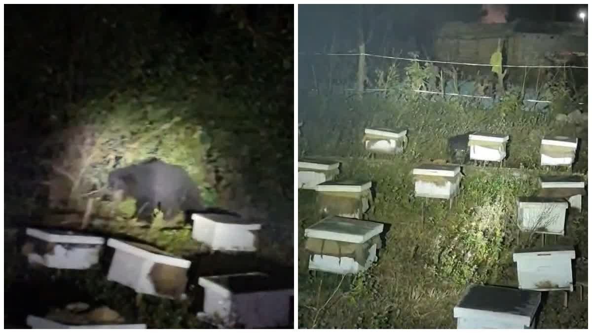 दहशत: पहाड़ों के बाद अब हरिद्वार के लालढांग में भालू की दस्तक, वन विभाग से निजात दिलाने की मांग