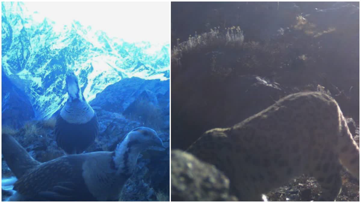 खास खबर: दारमा घाटी में चार साल बाद दिखा हिम तेंदुआ, स्नो कॉक भी कैमरे में हुई कैद