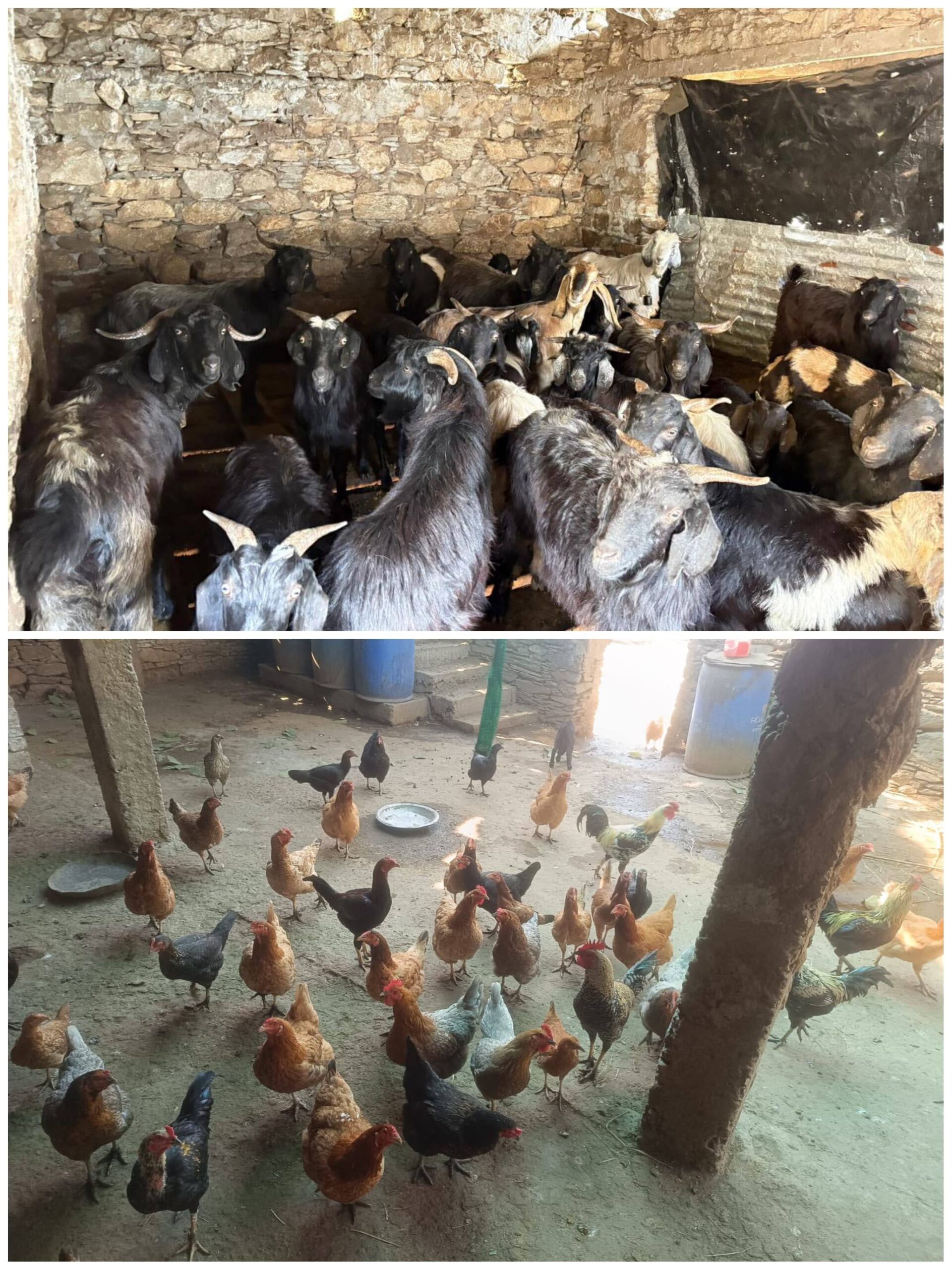 प्रेरणा: एकीकृत कृषि मॉडल से आत्मनिर्भर बनीं महिला कृषक अनीता देवी, ग्रामोत्थान परियोजना से मिला संबल