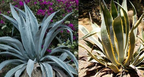 हुनर: रामबांस व रिंगाल से खुद अपना भविष्य गढ़ रहीं महिलाएं, उद्योग विभाग दे रहा है प्रशिक्षण