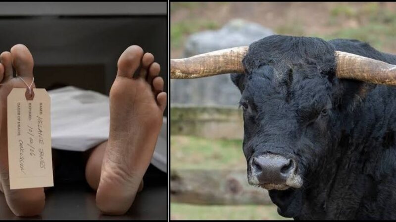 दुखद: सड़क किनारे खड़े बुजुर्ग पर सांड ने किया हमला, अस्पताल में इलाज के दौरान हो गई मौत