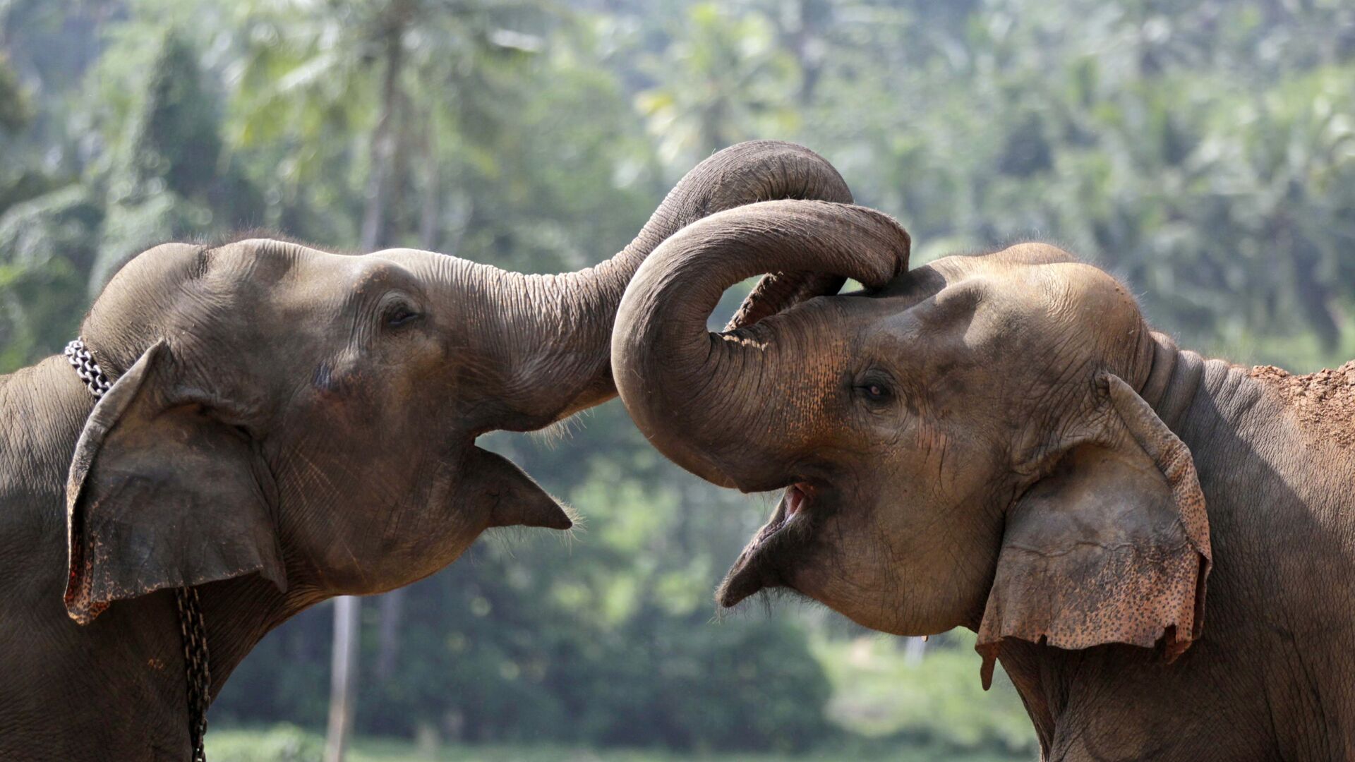 उत्पात:: राजाजी पार्क के रेस्क्यू सेंटर में टस्कर ने पालतू हाथी पर किया हमला, बमुश्किल खदेड़ा गया जंगल