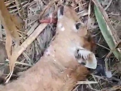 दुखद: गुलदार ने गोशाला में घुसकर सात मवेशियों को मार डाला, ग्रामीणों ने मुआवजा देने की उठाई मांग