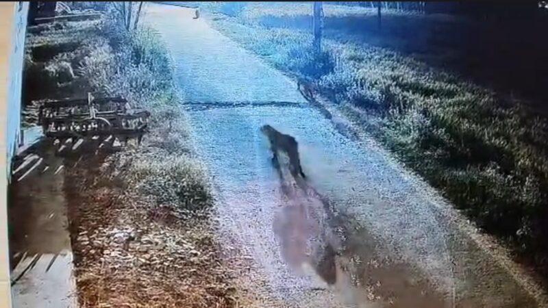 ख़ौफ़: सीसीटीवी कैमरे में कैद हुए एक साथ तीन गुलदार, पूरे गांव में दहशत