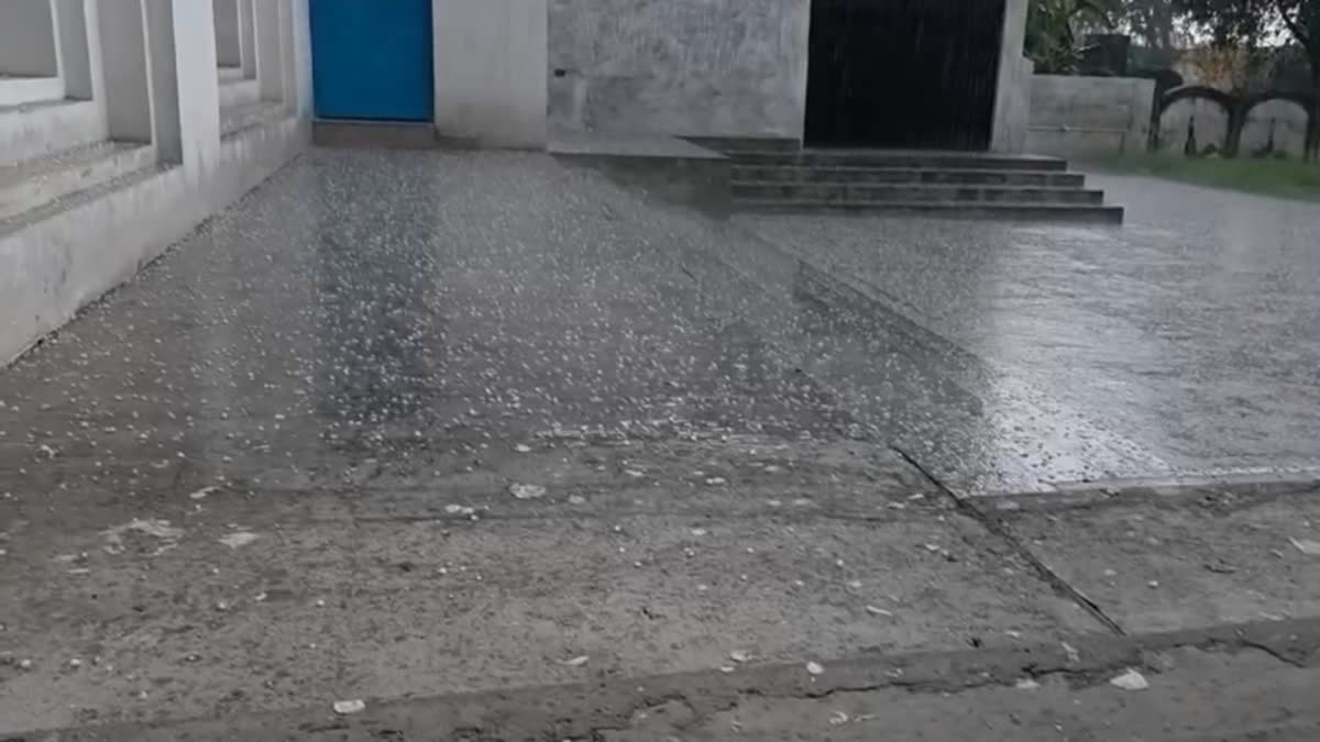 बेमौसमी बारिश और ओलावृष्टि से गेहूं की फसल को भारी नुकसान की आशंका