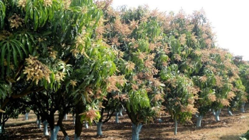 आफ़त: तेज़ आंधी से फलों के बौंर को नुकसान, बागवानों की उम्मीद पर फिरा पानी