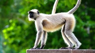 आफत: हर्षिल घाटी में लंगूरों के उत्पात से परेशान हैं काश्तकार, सेब के पेड़ कर डाले बर्बाद