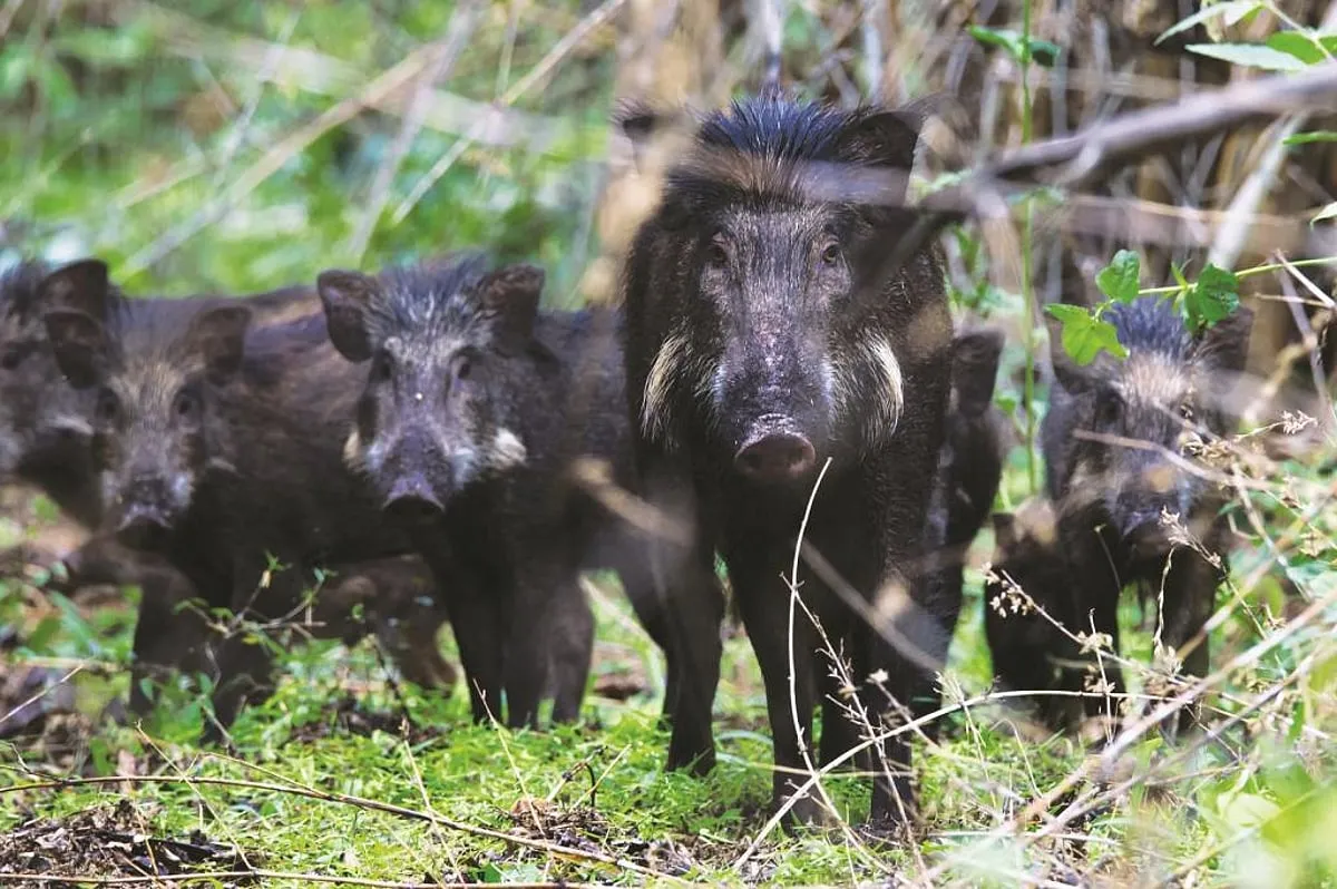 दुश्वारियां: पांच गांवों की तीन हजार आबादी गैस संकट से प्रभावित, फसलों पर जंगली सुअरों का कहर