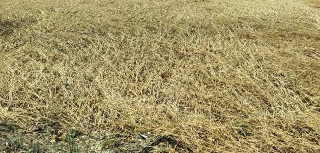 बदहाली: सिंचाई के अभाव में 78 फीसदी जमीन हुई बंजर, सरकार की बेरुखी से काश्तकारों में रोष