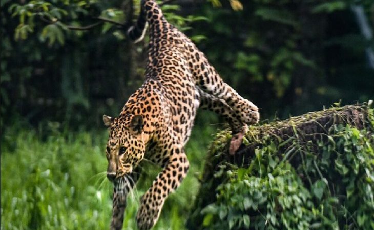 ख़ौफ़: बड़कोट में दो जगह गुलदार दिखने से लोगों में दहशत, सुरक्षा की लगाई गुहार