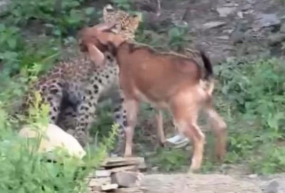 दहशत: पहाड़ों में जारी हैं जंगली जानवरों के हमले, गुलदार ने बकरियों को बनाया निवाला