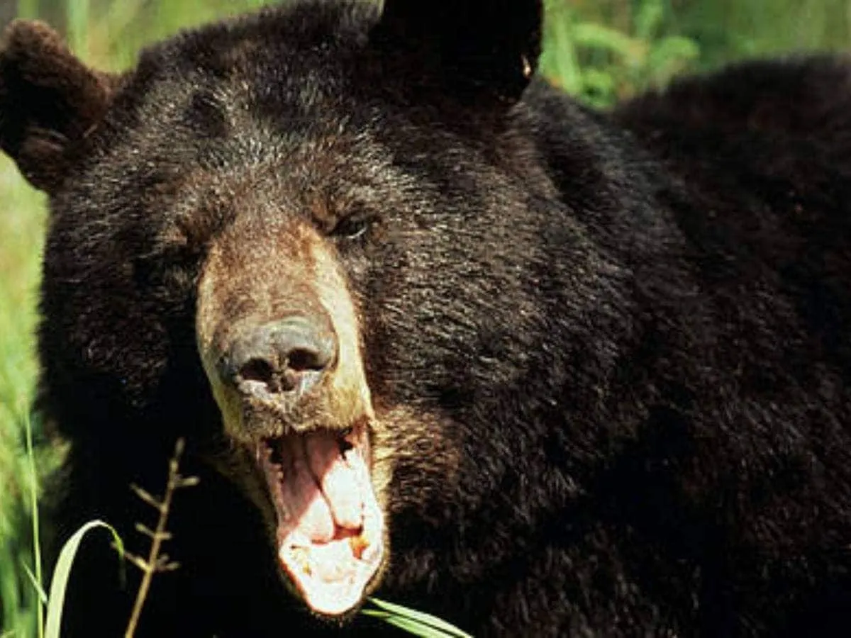 आफ़त: गढ़वाल के खंड तल्ला इलाके में भालू की दहशत, रतजगा करने को मजबूर हैं ग्रामीण