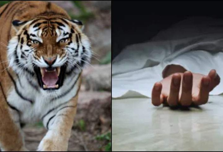 ख़ौफ़: जंगल में घास लेने गयी महिला को बाघ ने बनाया निवाला, पूरे इलाके में फैली दहशत